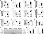 SERCA2 ATPase Antibody in Western Blot (WB)