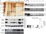 Annexin A1 Antibody in Western Blot (WB)