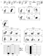 CD31 (PECAM-1) Antibody in Flow Cytometry (Flow)