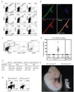 CD31 (PECAM-1) Antibody in Flow Cytometry (Flow)