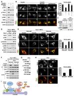 TSC2 Antibody in Immunoprecipitation (IP)