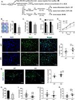 MYOD Antibody in Immunocytochemistry, Immunohistochemistry (ICC/IF, IHC)