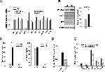 TET1 Antibody in ChIP Assay (ChIP)