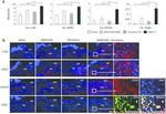 CD31 (PECAM-1) Antibody in Flow Cytometry (Flow)