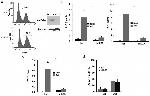 LAMP-2A Antibody in Western Blot (WB)