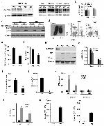 LAMP-2A Antibody in Western Blot (WB)