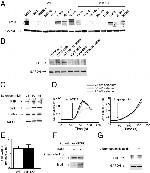 IP3 Receptor 1 Antibody in Immunoprecipitation (IP)