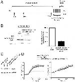 IP3 Receptor 1 Antibody in Immunoprecipitation (IP)