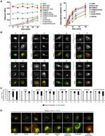 CD317 (BST2, PDCA-1) Antibody in Flow Cytometry (Flow)