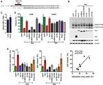 CD317 (BST2, PDCA-1) Antibody in Flow Cytometry (Flow)