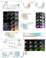 Nanog Antibody in Immunocytochemistry (ICC/IF)