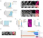 Nanog Antibody in Immunocytochemistry (ICC/IF)