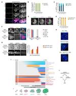 Nanog Antibody in Immunocytochemistry (ICC/IF)