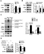 PIM1 Antibody in Western Blot (WB)