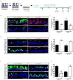 SSEA1 Antibody in Immunohistochemistry (IHC)