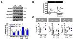 Calsequestrin Antibody in Western Blot (WB)