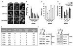 UBC13 Antibody in Western Blot (WB)