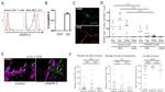 VEGF Receptor 3 Antibody in Flow Cytometry (Flow)