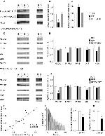 O-linked N-acetylglucosamine (O-GlcNAc) Antibody in Western Blot (WB)