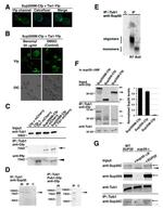 alpha Tubulin Antibody in Immunoprecipitation (IP)