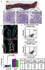 CD49f (Integrin alpha 6) Antibody in Flow Cytometry (Flow)