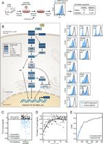 TNF alpha Antibody in Flow Cytometry (Flow)