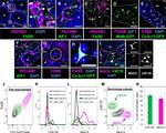 MHC Class II (I-A/I-E) Antibody in Immunohistochemistry, Flow Cytometry (IHC, Flow)