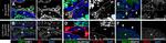 MHC Class II (I-A/I-E) Antibody in Immunohistochemistry (IHC)