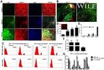 CD34 Antibody in Flow Cytometry (Flow)