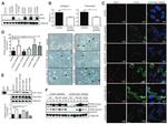 ZO-1 Antibody in Immunocytochemistry (ICC/IF)