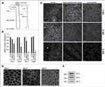 ZO-2 Antibody in Immunohistochemistry (IHC)