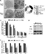 SOD1 Antibody in Western Blot (WB)