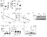 CD11b Antibody in Flow Cytometry (Flow)