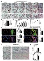 PCNA Antibody in Immunohistochemistry (IHC)