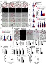 PCNA Antibody in Immunohistochemistry (IHC)