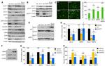 BrdU Antibody in Immunocytochemistry (ICC/IF)