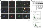 CD138 (Syndecan-1) Antibody in Immunocytochemistry (ICC/IF)