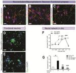 Synaptophysin Antibody in Immunocytochemistry (ICC/IF)