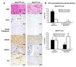 VEGFC Antibody in Immunohistochemistry (IHC)