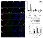 p53 Antibody in Western Blot, Immunocytochemistry (WB, ICC/IF)