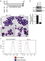 CD11c Antibody in Flow Cytometry (Flow)