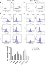 CD146 Antibody in Flow Cytometry (Flow)