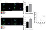 WNT5A Antibody in Immunocytochemistry (ICC/IF)