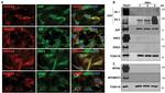 gamma Catenin Antibody in Immunocytochemistry (ICC/IF)