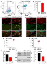 CD140a (PDGFRA) Antibody in Flow Cytometry (Flow)