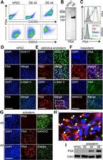 SSEA3 Antibody in Flow Cytometry (Flow)