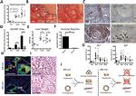 CD326 (EpCAM) Antibody in Immunohistochemistry (IHC)