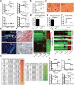 CD326 (EpCAM) Antibody in Immunohistochemistry (IHC)