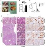 MUC5AC Antibody in Immunohistochemistry (IHC)