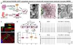 Cardiac Troponin T Antibody in Immunocytochemistry (ICC/IF)